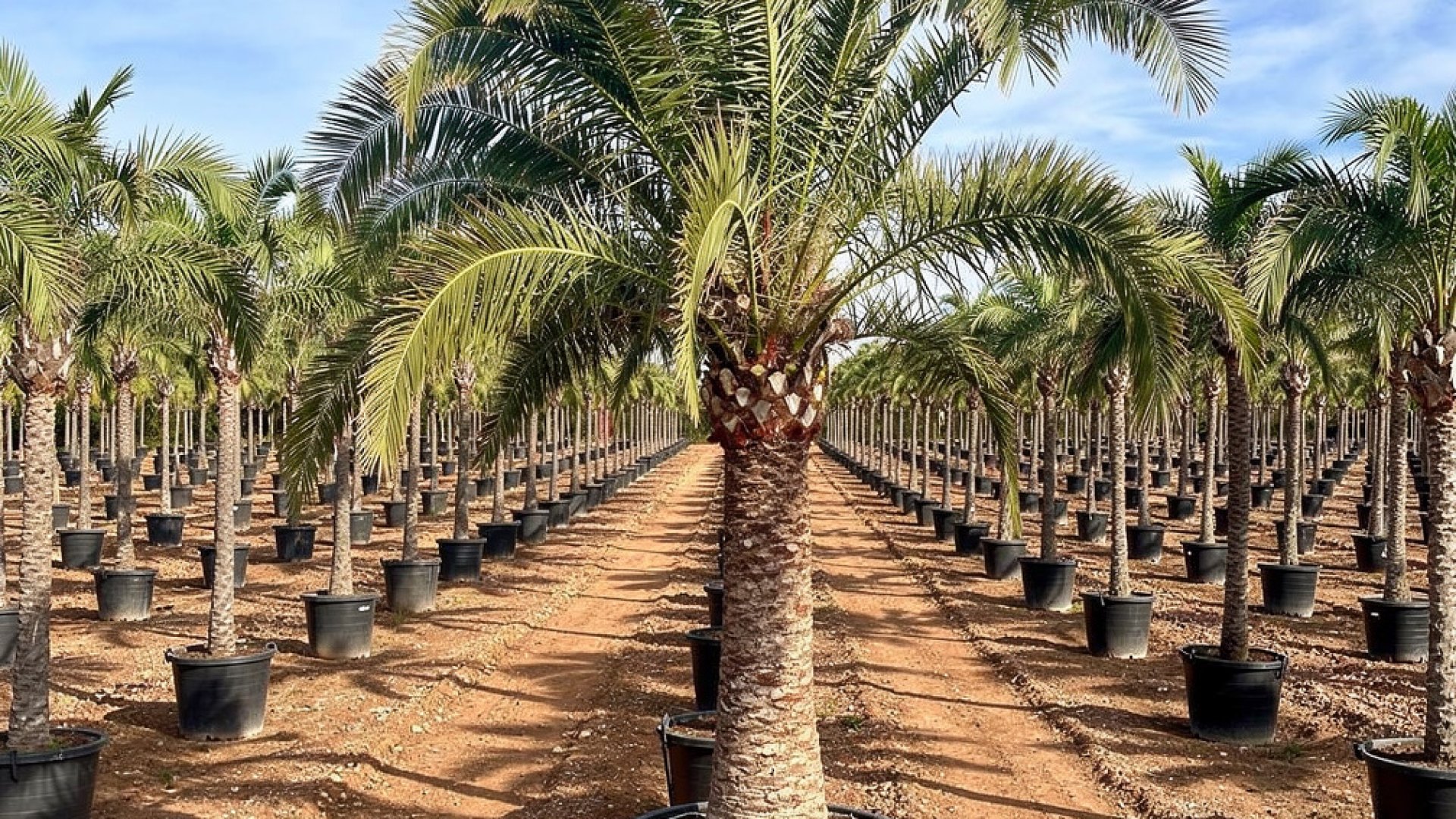 Canary Island Date Palm