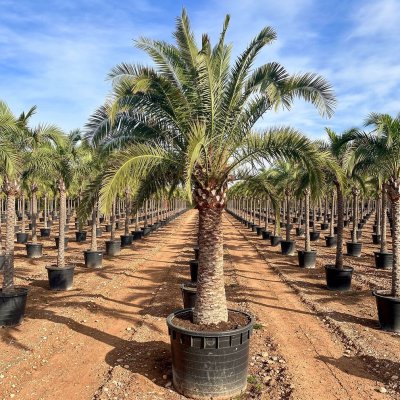 Phoenix canariensis 300cm
