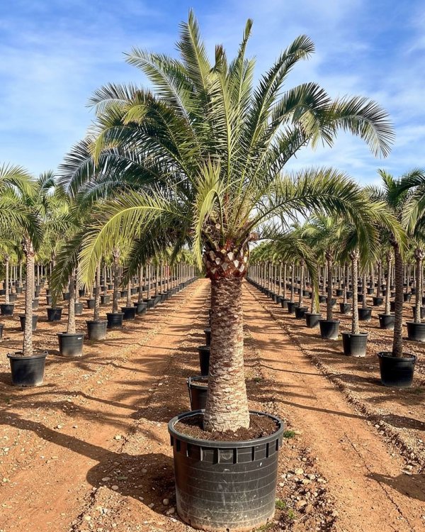 Canary Island Date Palm