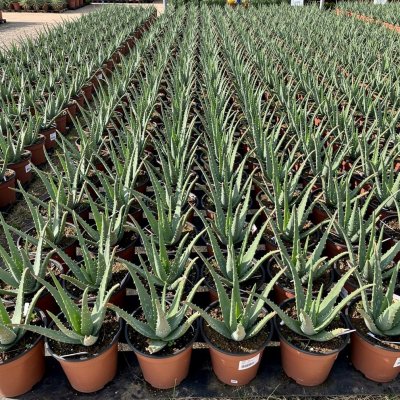 Aloe vera 