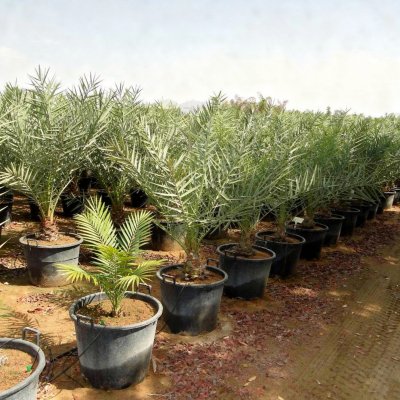 Phoenix dactylifera 80cm