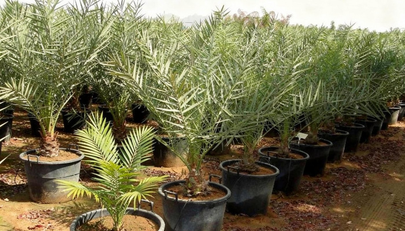 Phoenix dactylifera, Nursery