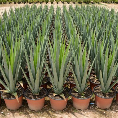 Aloe vera 