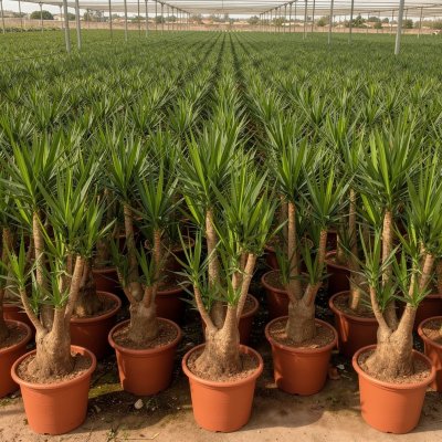 Yucca elephantipes 150cm