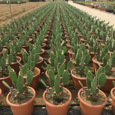 Opuntia ficus-indica 