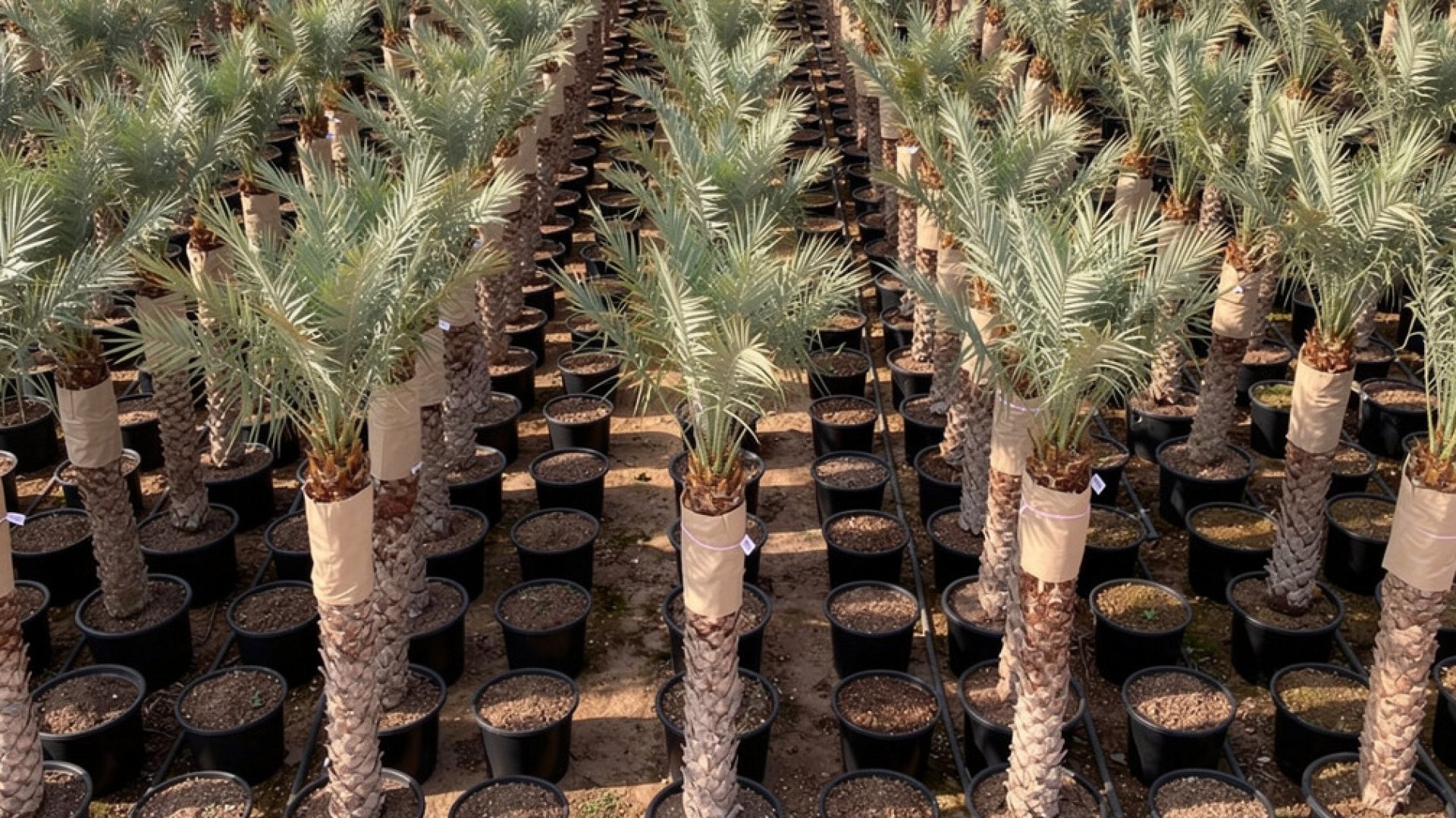 Date Palm