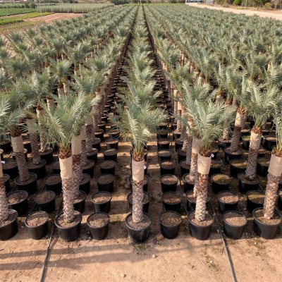 Phoenix dactylifera 160cm