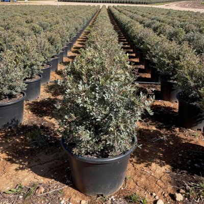 Pistacia lentiscus 