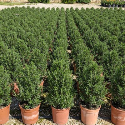 Rosmarinus officinalis 