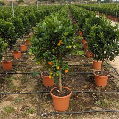Citrus sinensis 60cm