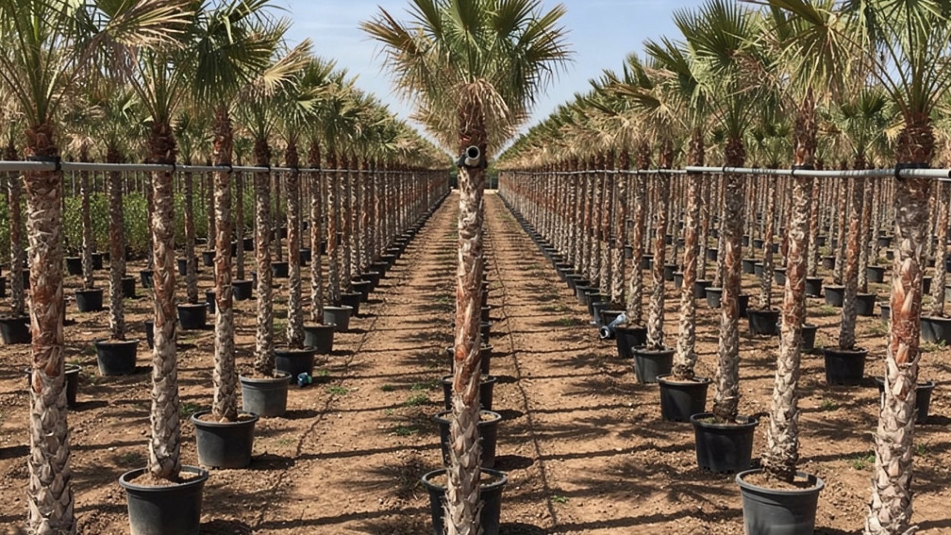 Phoenix dactylifera nursery-grown in Alicante