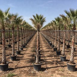 Date Palm (Phoenix dactylifera) in 600L container, 140cm trunk circumference, nursery-grown in Alicante