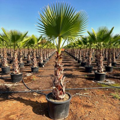 Washingtonia robusta 100cm