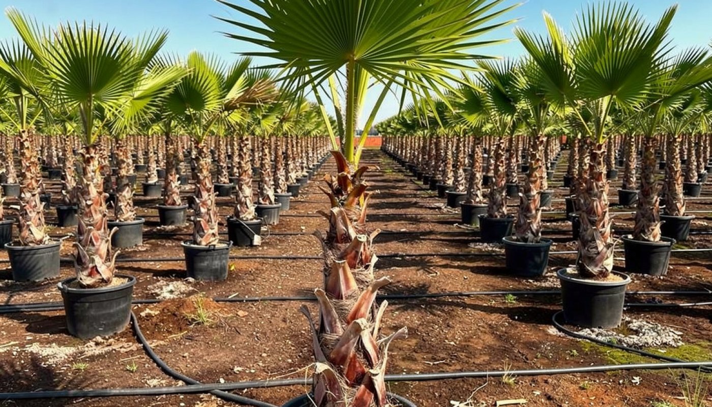 Washingtonia robusta, Import