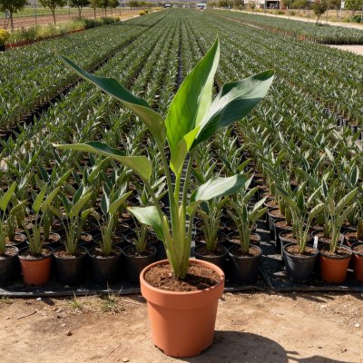 Strelitzia reginae 