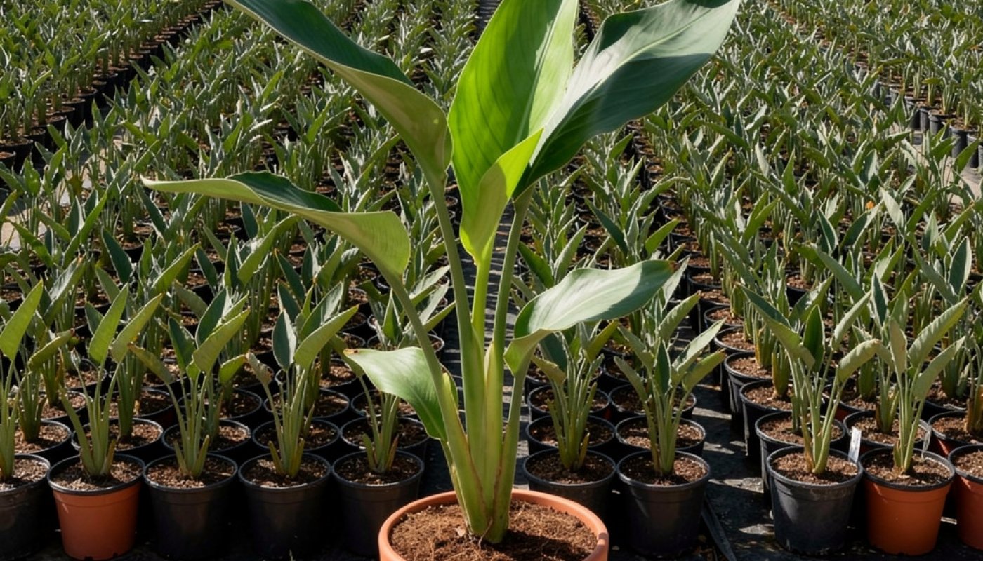 Strelitzia reginae, Baumschullieferant