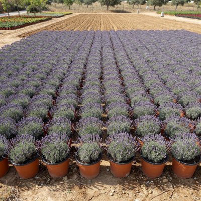 Lavandula angustifolia 