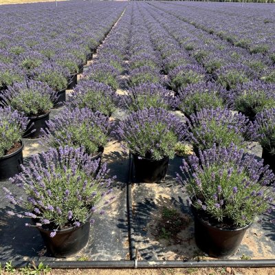 Lavandula angustifolia 