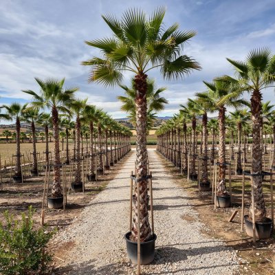 Washingtonia robusta 500cm