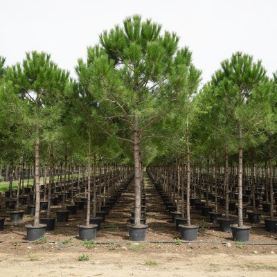 Pinus pinea 280cm