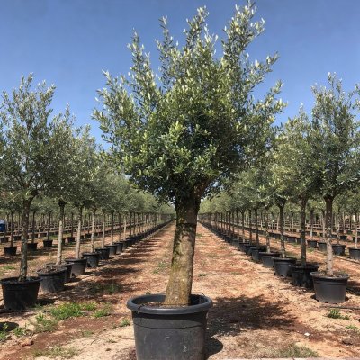 Olea europaea 120cm