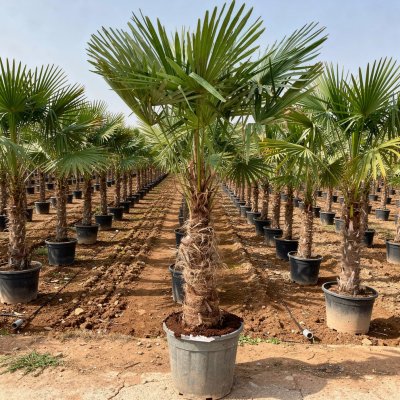 Trachycarpus fortunei 80cm