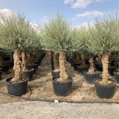 Olea europaea 150cm