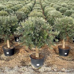 Arbequina Olive Tree (Olea europaea 'Arbequina') in 25L container, 20cm trunk circumference, nursery-grown in Alicante