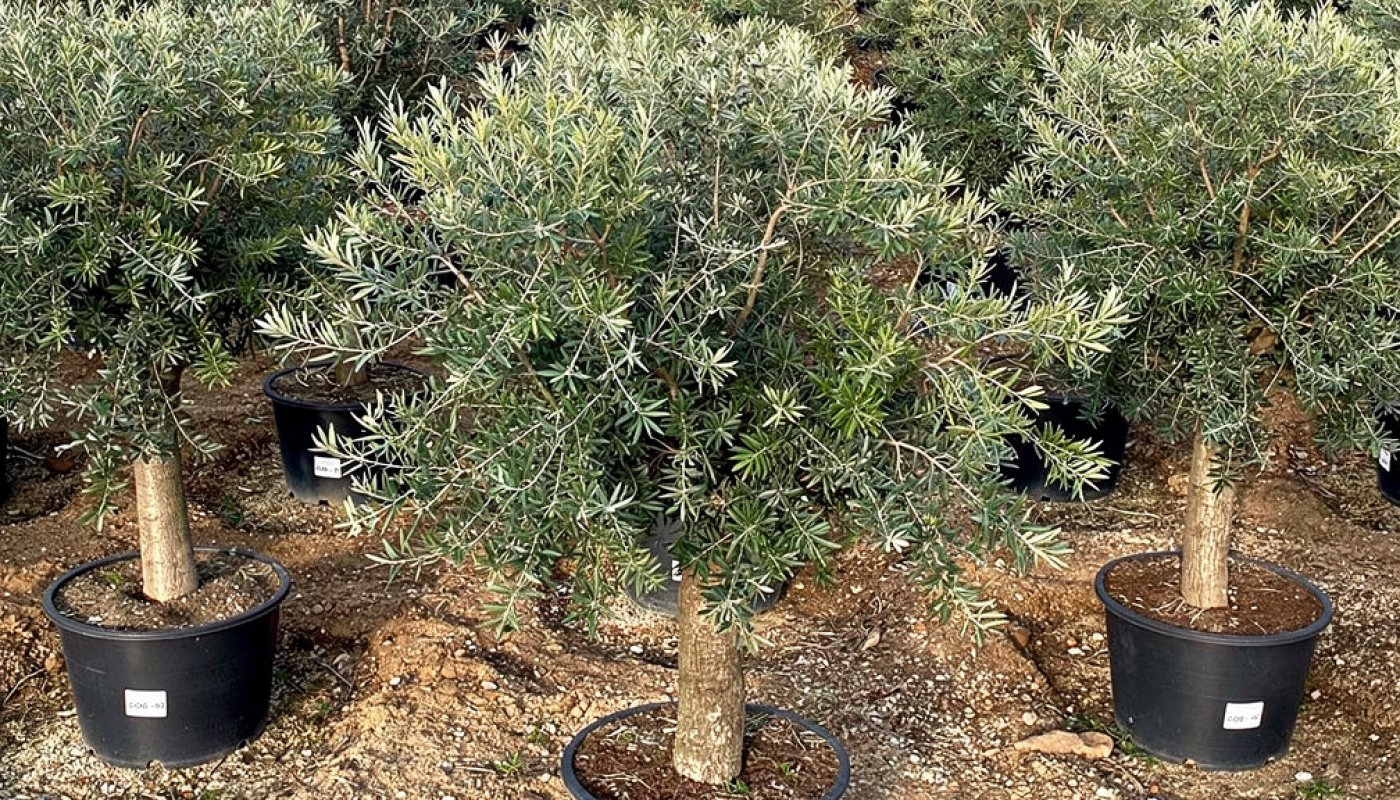 Olea europaea 'Arbequina', Für Gartencenter