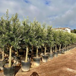 Arbequina Olive Tree (Olea europaea 'Arbequina') in 70L container, 38cm trunk circumference, nursery-grown in Alicante