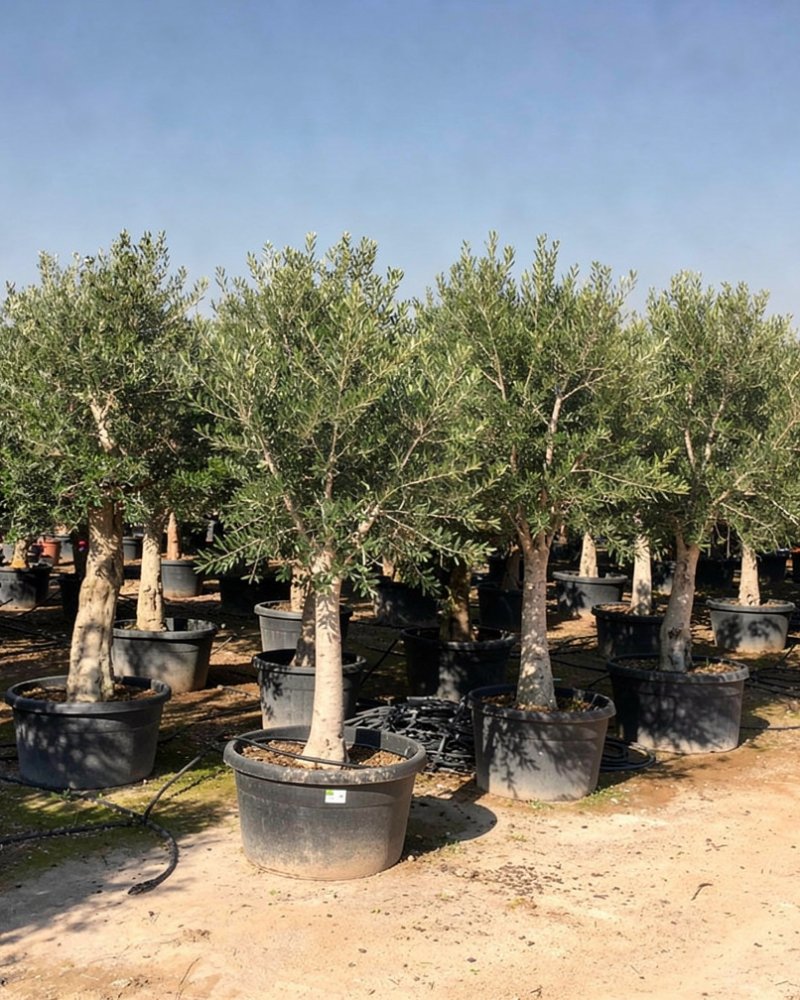 Olea europaea 'Arbequina' - Mediterranean Nursery Quality in Alicante