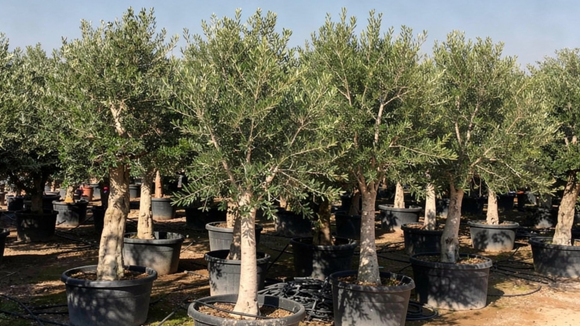 Olea europaea 'Arbequina' nursery-grown in Alicante