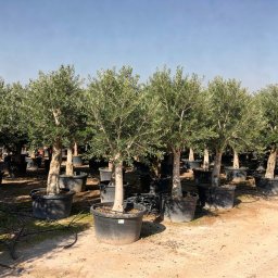 Arbequina Olive Tree (Olea europaea 'Arbequina') in 150L container, 60cm trunk circumference, nursery-grown in Alicante