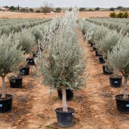 Picual Olive Tree (Olea europaea 'Picual') in 90L container, 45cm trunk circumference, nursery-grown in Alicante