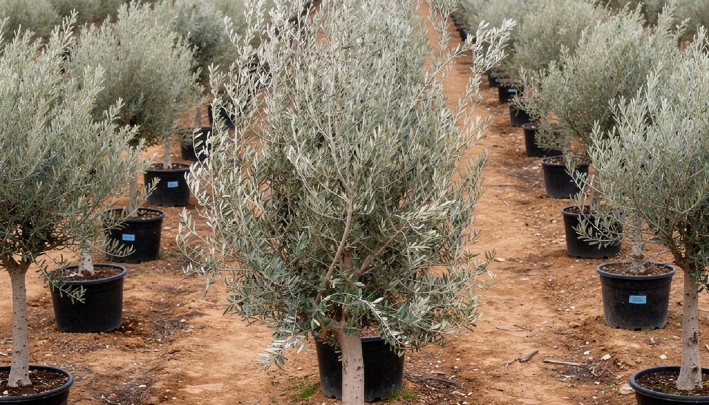 Olea europaea 'Picual', Bulk Supply