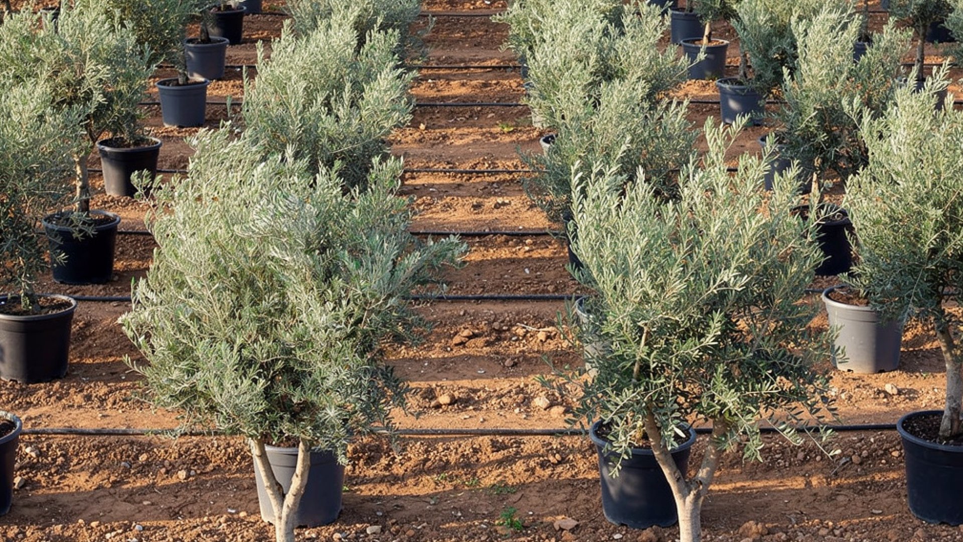 Olea europaea 'Picual' nursery-grown in Alicante