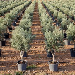 Picual Olive Tree (Olea europaea 'Picual') in 200L container, 70cm trunk circumference, nursery-grown in Alicante