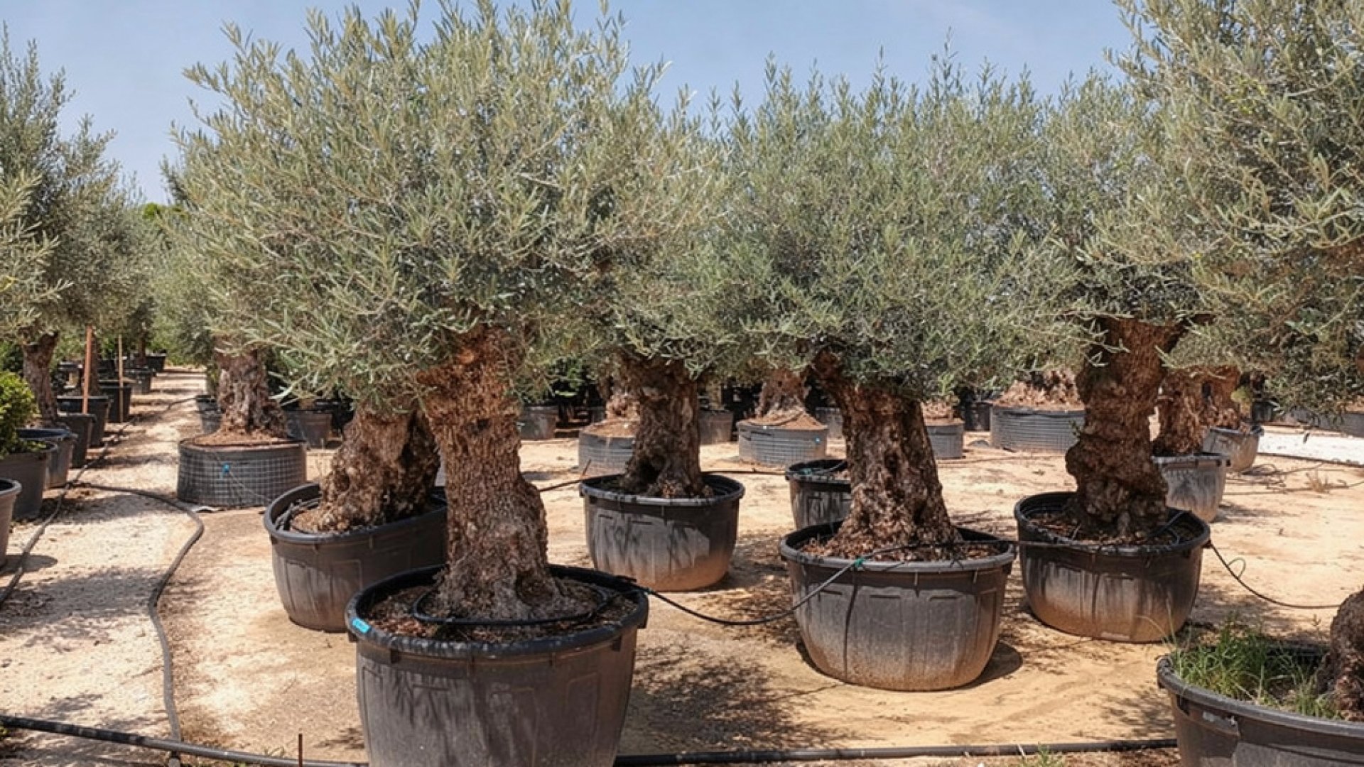 Olive Tree