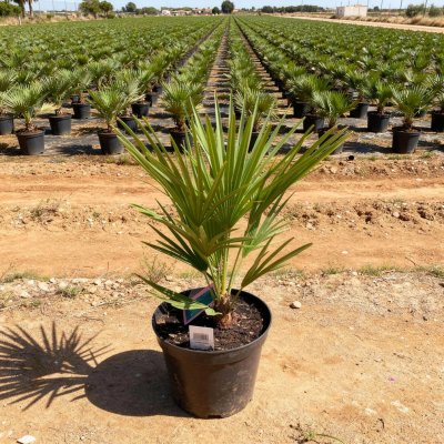 Chamaerops humilis 20cm