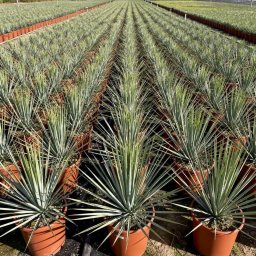 Beaked Yucca (Yucca rostrata) in 5L container, 8cm trunk circumference, nursery-grown in Alicante