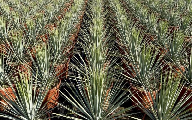 Desert Plants