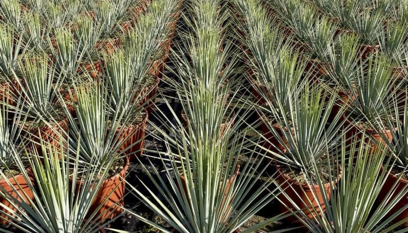 Yucca rostrata, Baumschullieferant