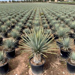 Beaked Yucca (Yucca rostrata) in 15L container, 14cm trunk circumference, nursery-grown in Alicante