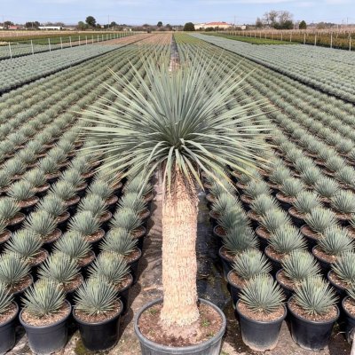 Yucca rostrata 80cm