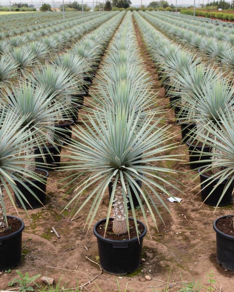 Yucca rostrata - Mediterranean Nursery Quality in Alicante