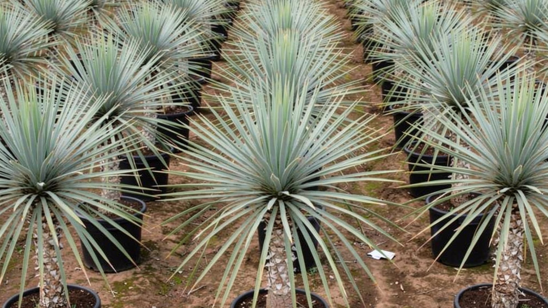 Yucca rostrata nursery-grown in Alicante