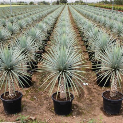 Yucca rostrata 130cm