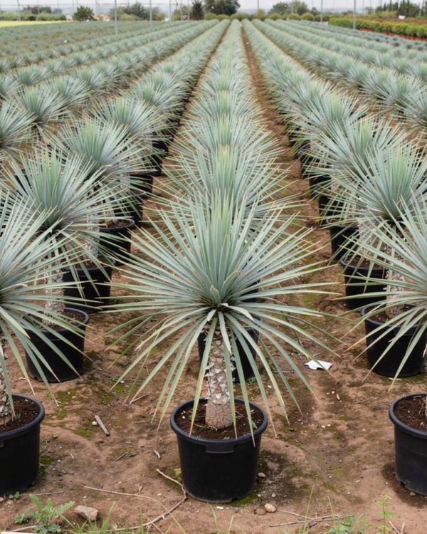Yucca rostrata nursery-grown in Alicante