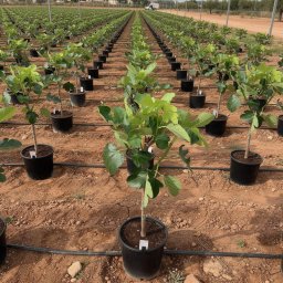 Common Fig (Ficus carica) in 10L container, 12cm trunk circumference, nursery-grown in Alicante