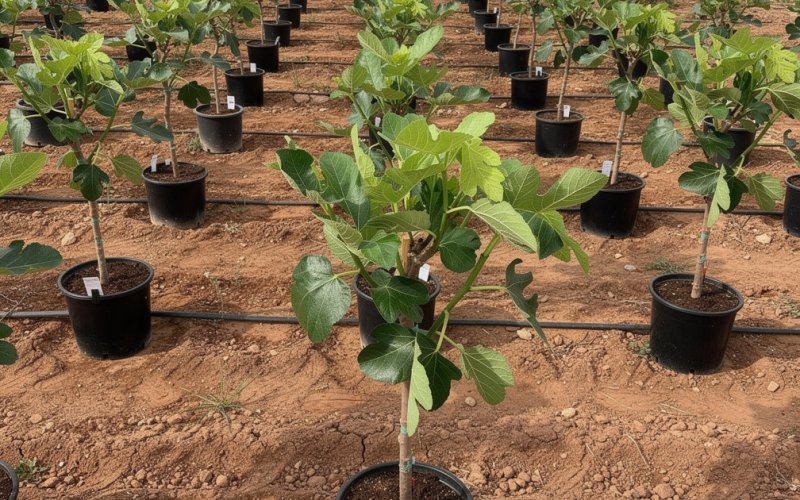 Fruit Trees